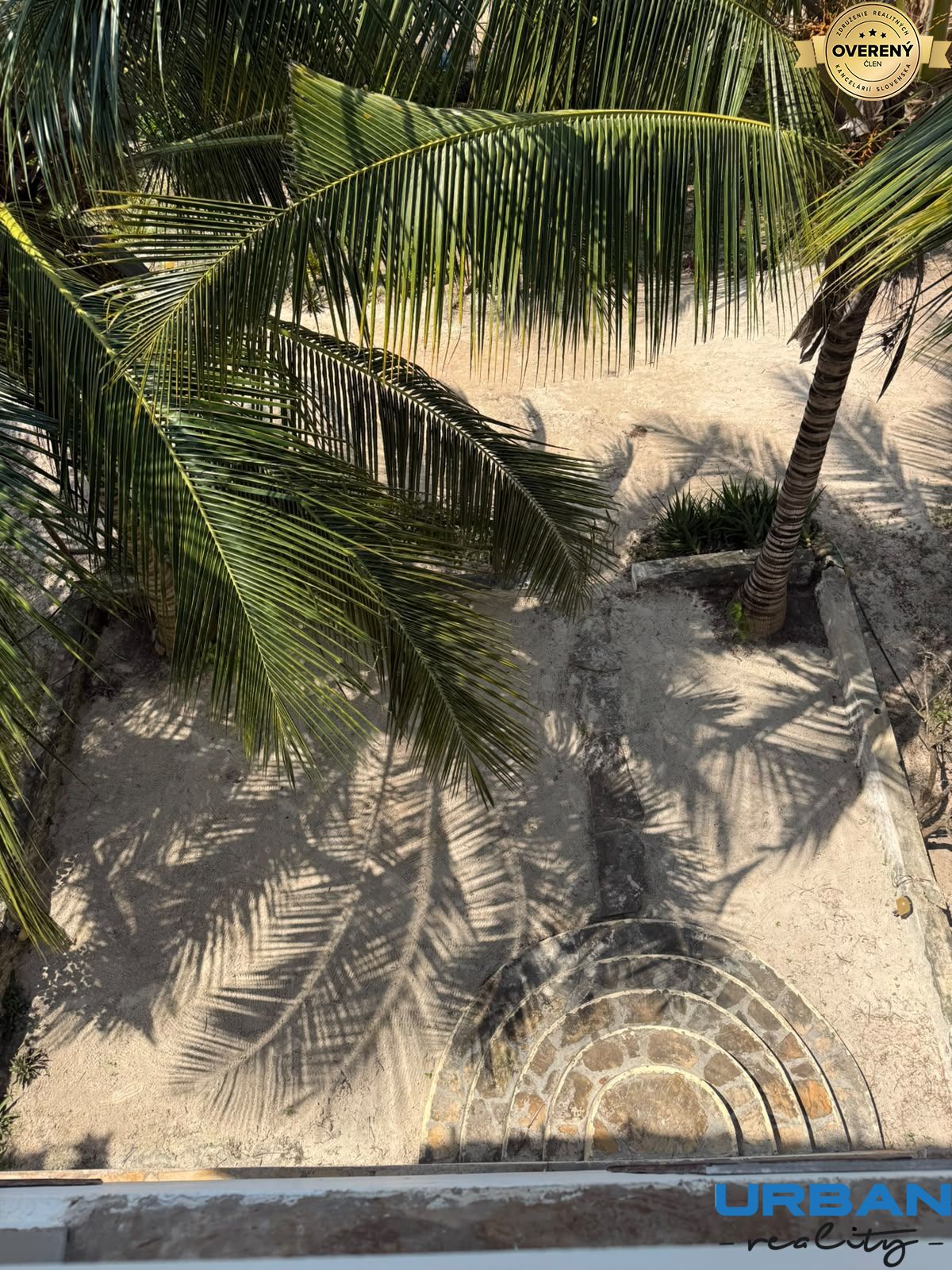 Coconat trees in front the villa.jpeg