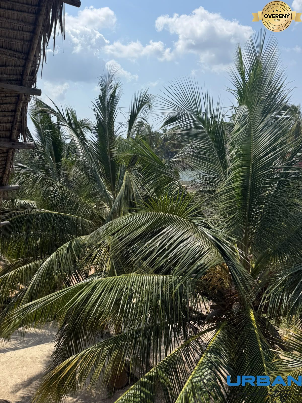 Coconat trees.jpeg